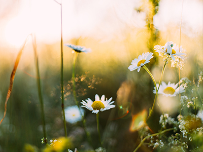 Midsommarafton