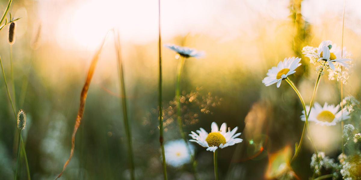 Midsommarafton