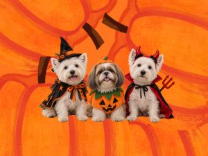 Halloweenhundpromenad i Nynäshamn